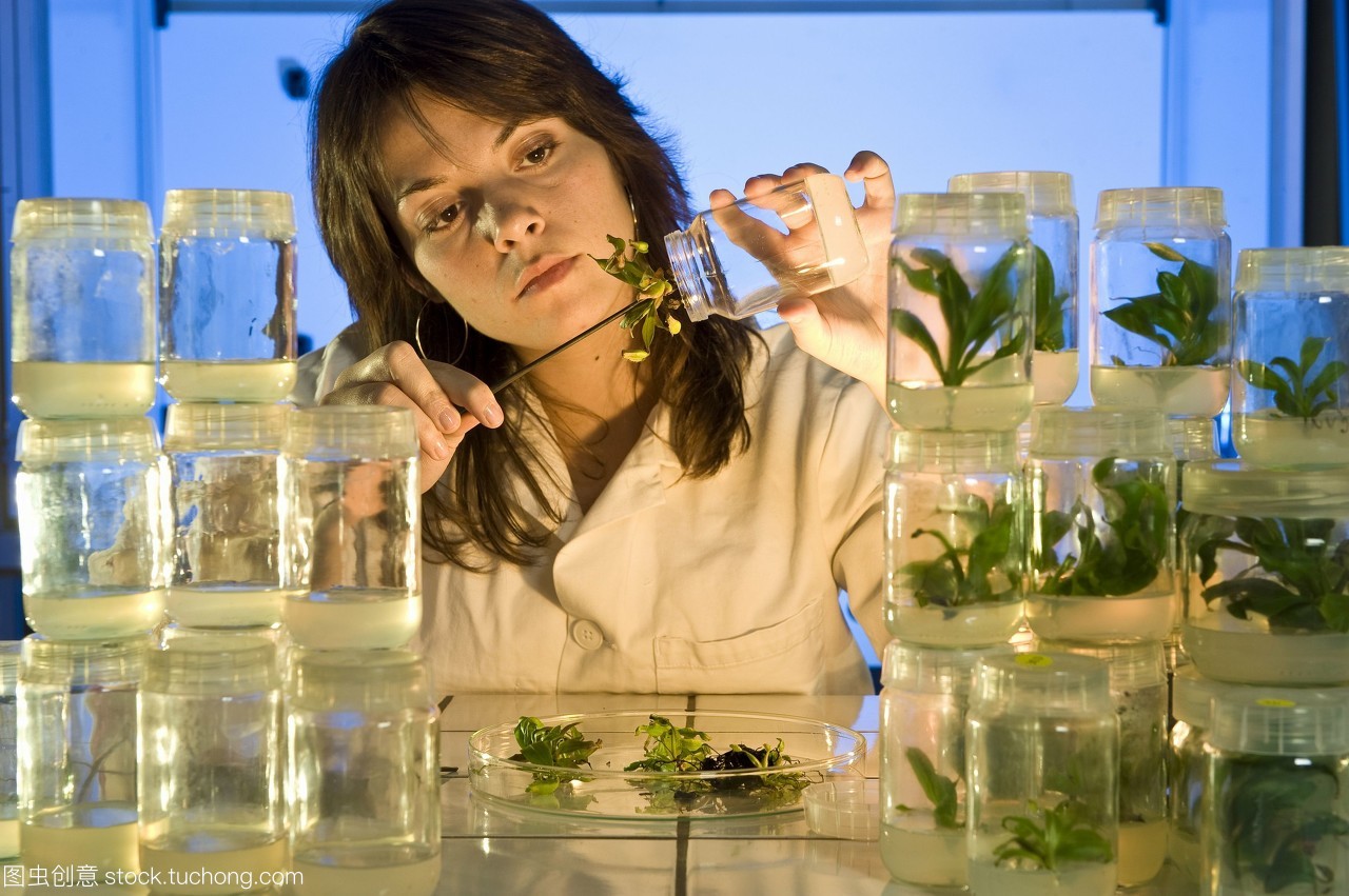 植物遺傳學研究 豬籠草（Nepenthes）基因改造與重組蛋白生產