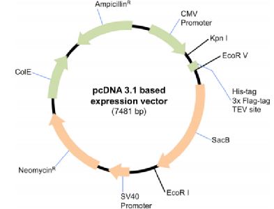 結構生物學視角下的293F懸浮細胞表達系統 在重組蛋白研究中的關鍵作用